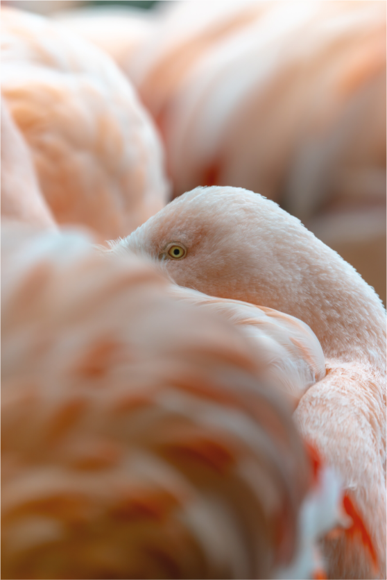 Main image Among the Flock