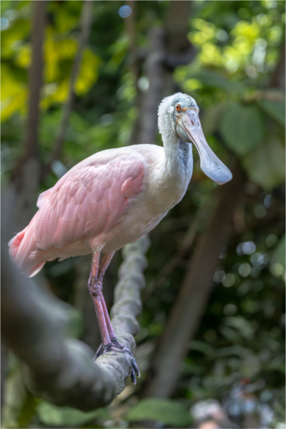 Main image Pink in the Jungle