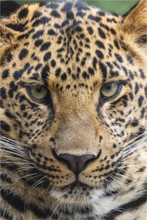 Main image Wild Focus