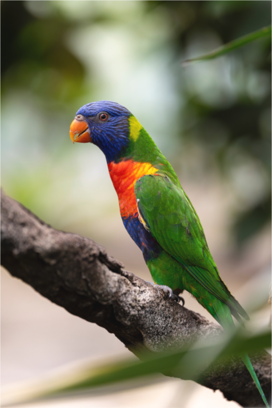 Main image Rainbow Spirit