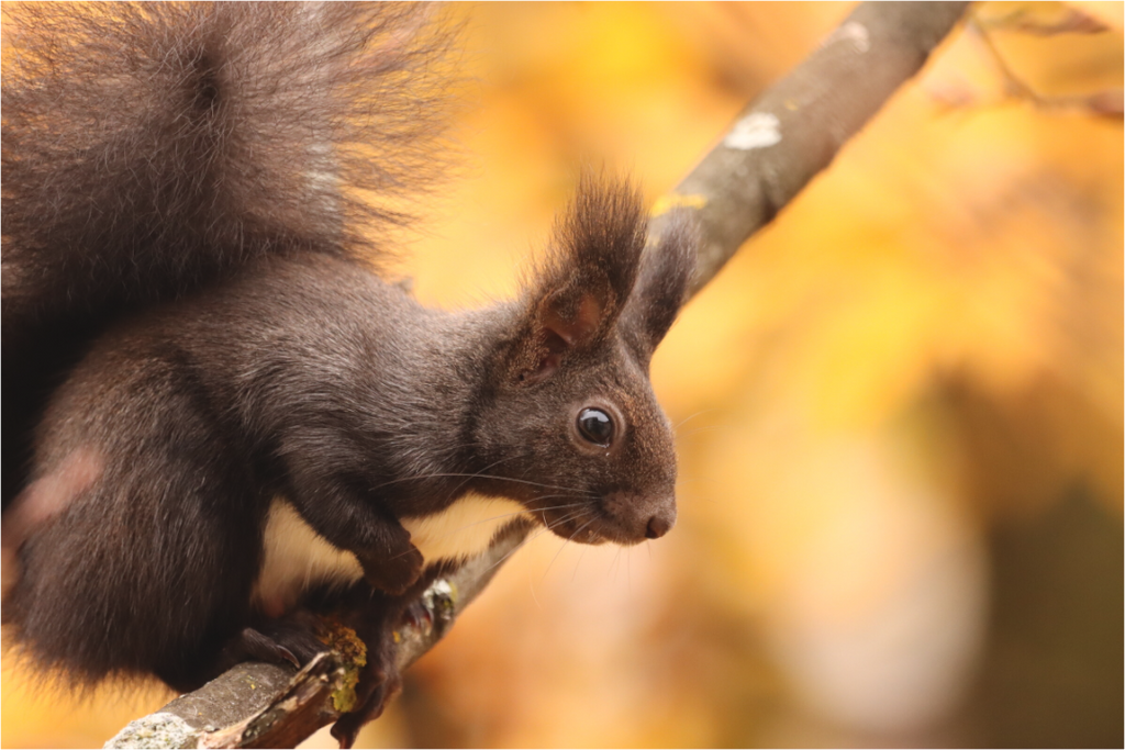 Main image Autumn Whisper