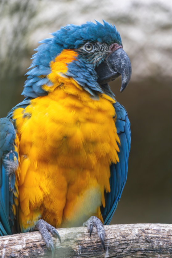 Main image Azure Majesty