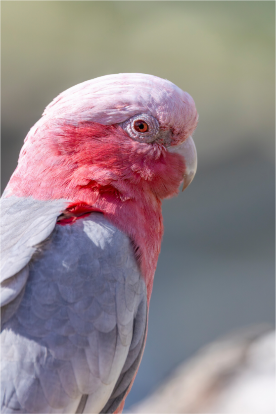 Main image Pink Elegance