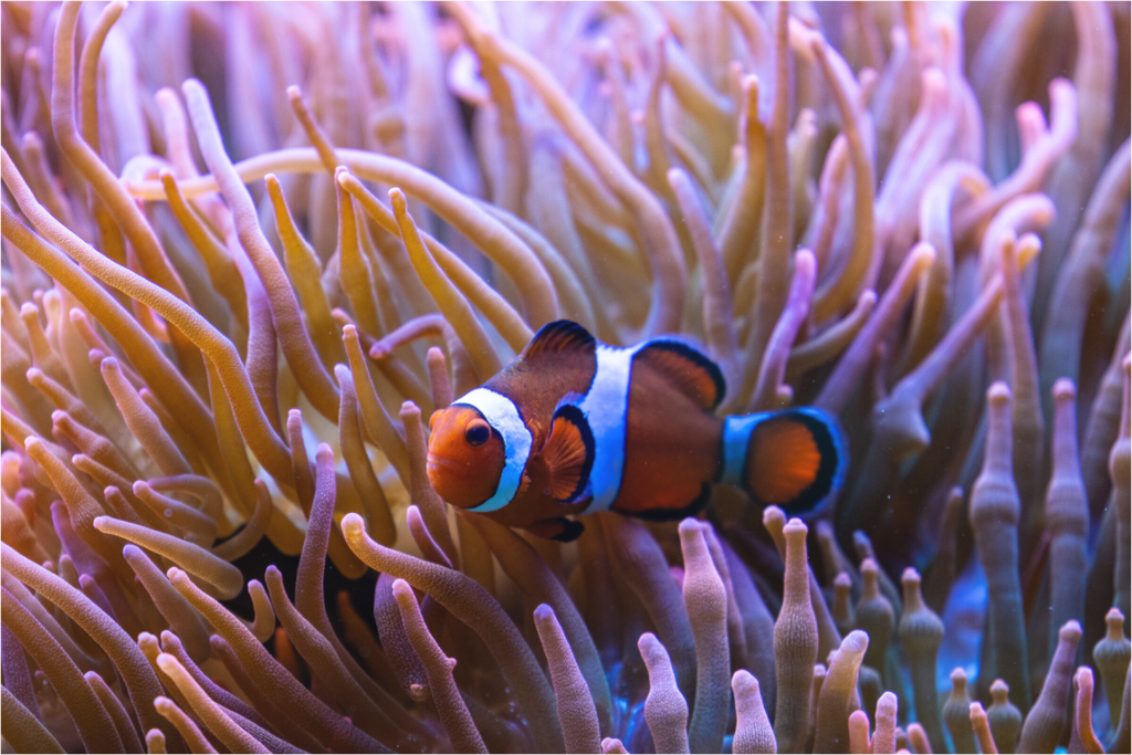 Main image Reef Life