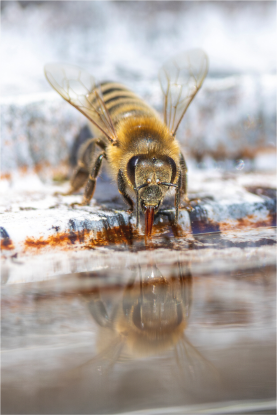 Main image Tiny Mirror