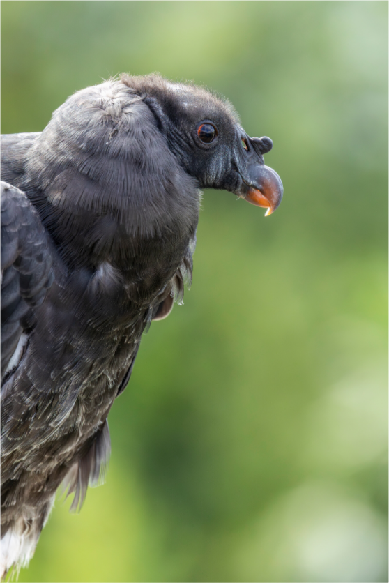 Main image Royal Youth