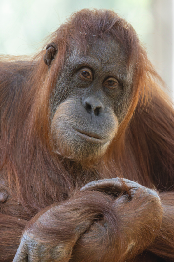 Main image Soulful Gaze