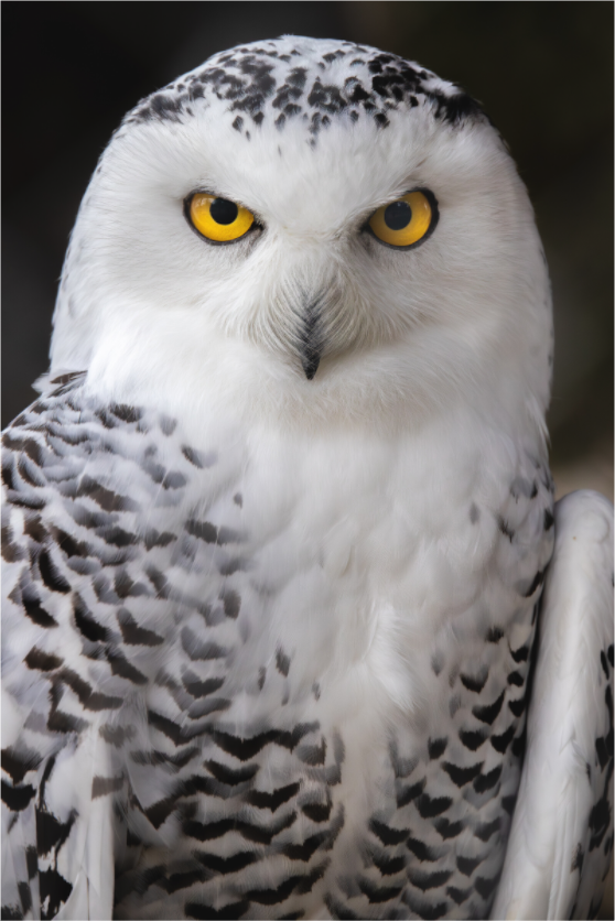 Main image Arctic Stare