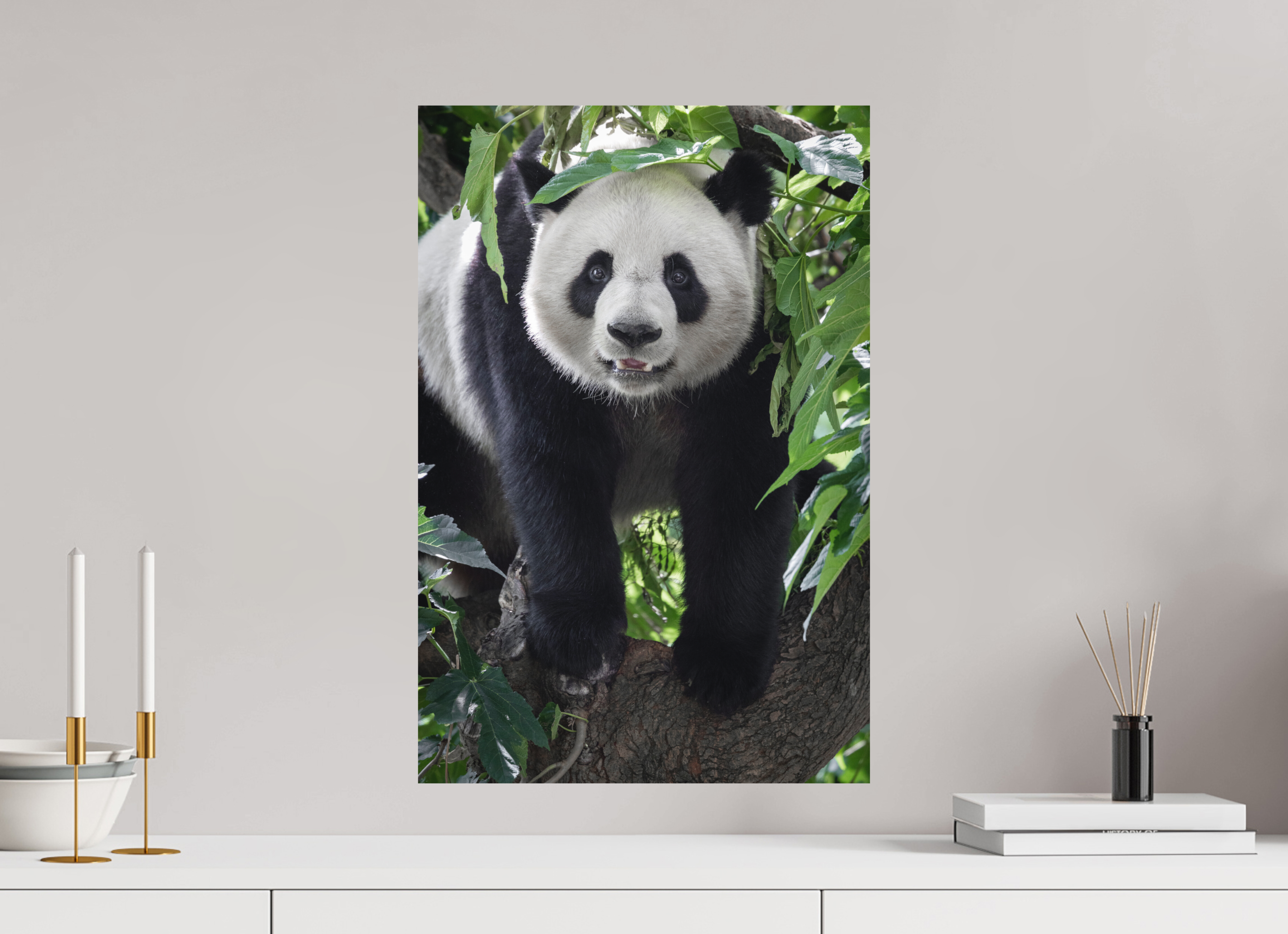40 x 60 cm, Fine-Art Print Matt Panda Portrait
