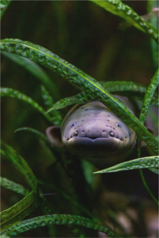 Main image Electric Peek