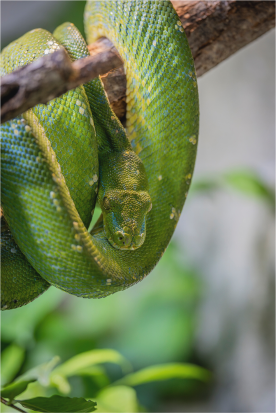 Main image Coiled in Green