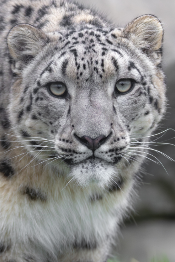 Main image Gentle Curiosity