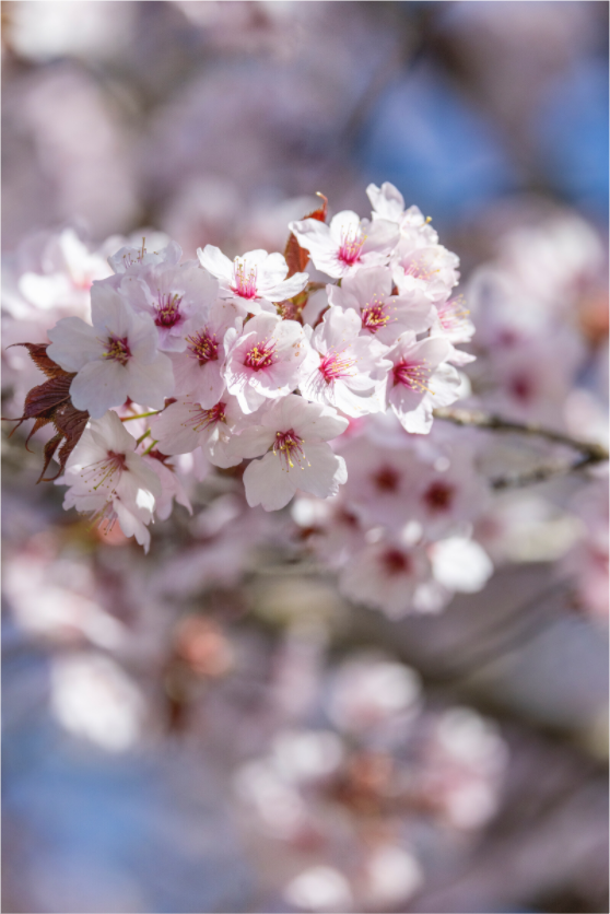 Main image Cherry Blossom