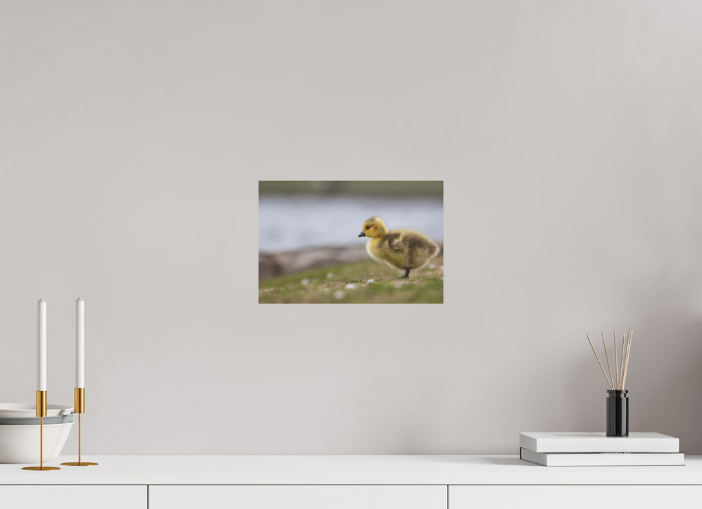 30 x 20 cm, Fine-Art Matt Golden Fluff