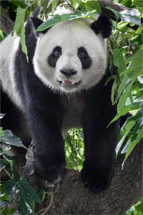 Main image Panda Portrait