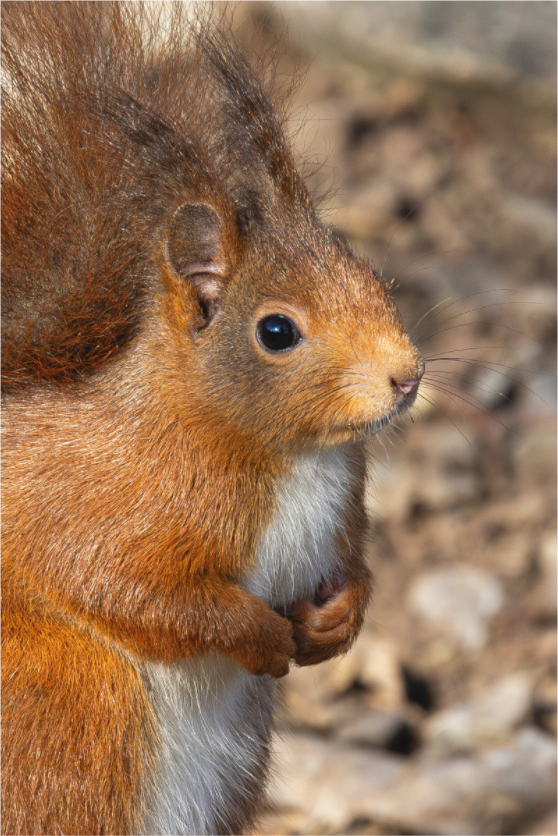 Main image Tiny Soul