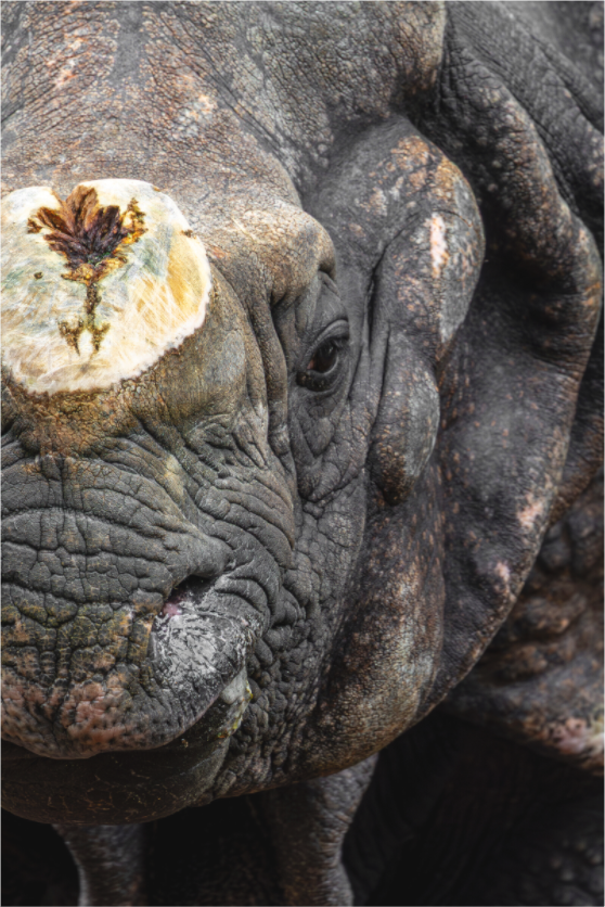 Main image Iron Majesty