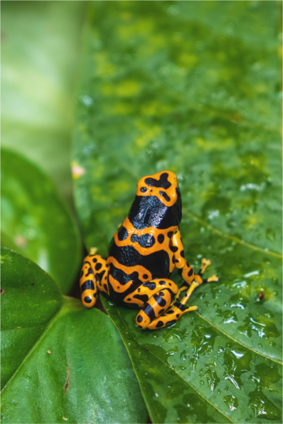 Main image Tropical Contrast