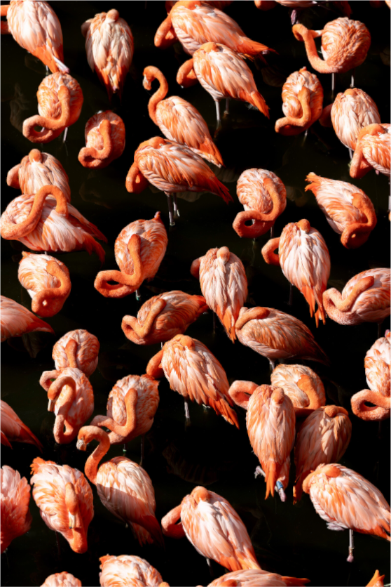 Main image The Pink Collective