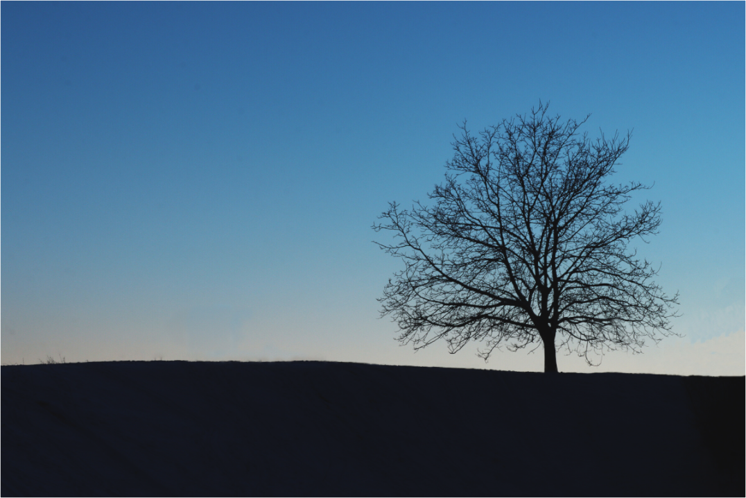 Main image Lonely Tree