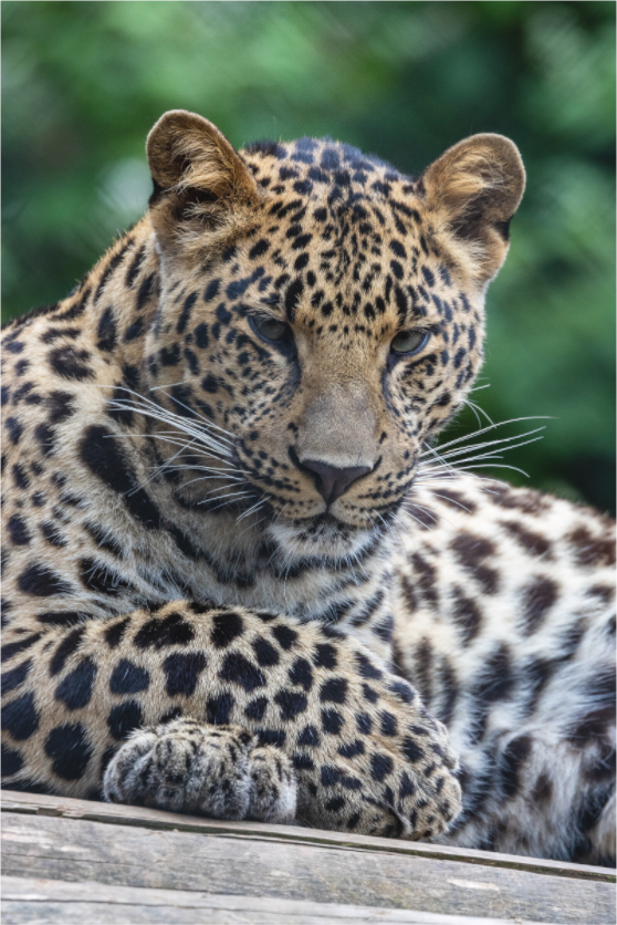 Main image Silent Majesty