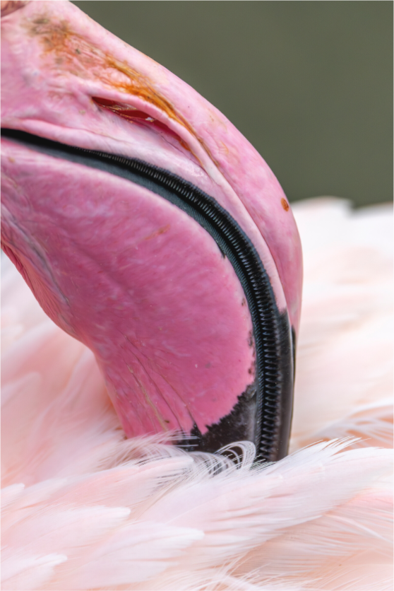 Main image Pink Precision