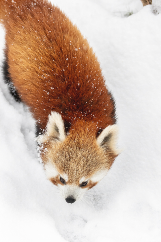 Main image Snowbound Explorer