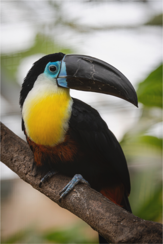 Main image Tropical Wonder