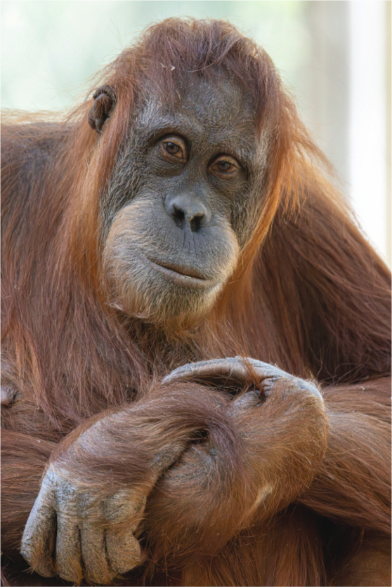 Main image Soulful Gaze