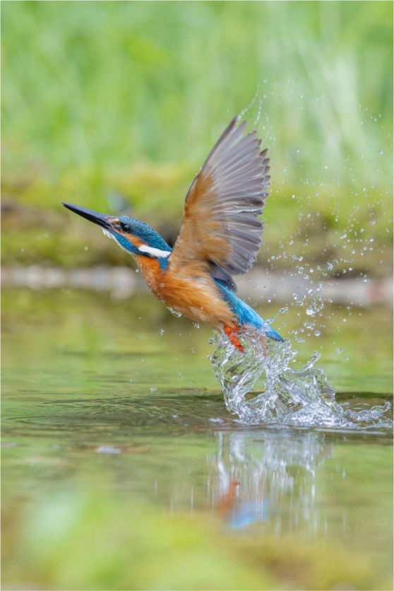 Main image Splash of Freedom