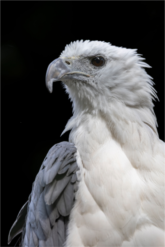 Main image Sovereign Silence