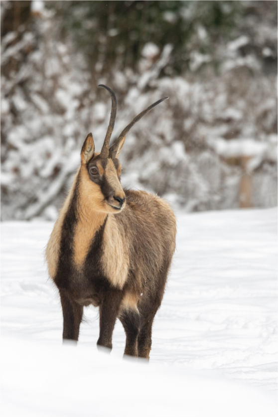 Main image Alpine Grace