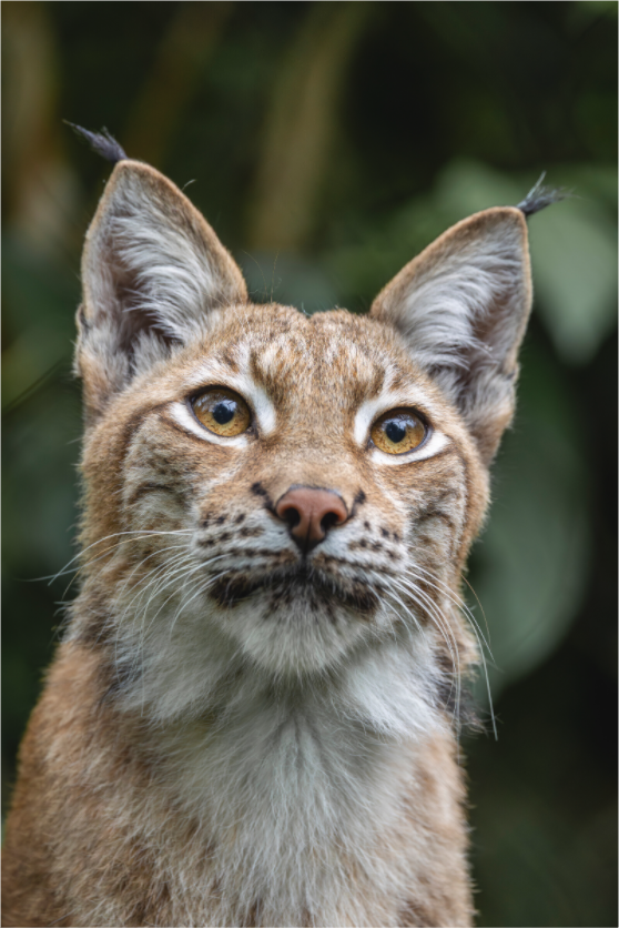 Main image Forest Eyes