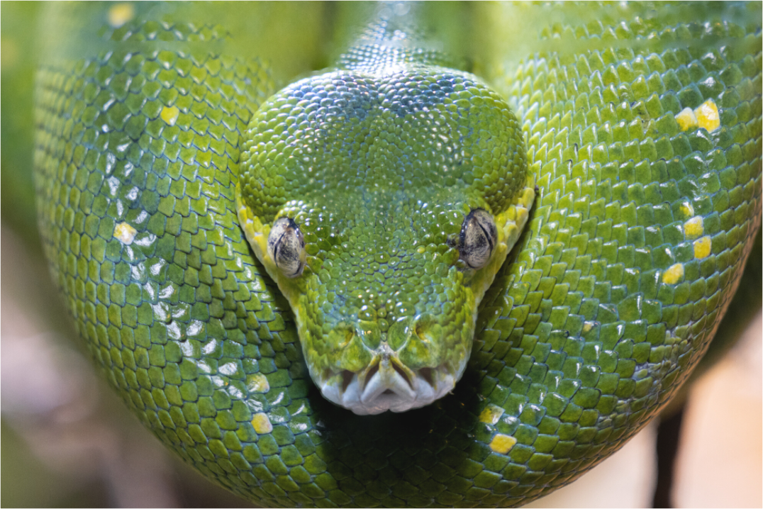 Main image Primal Eye