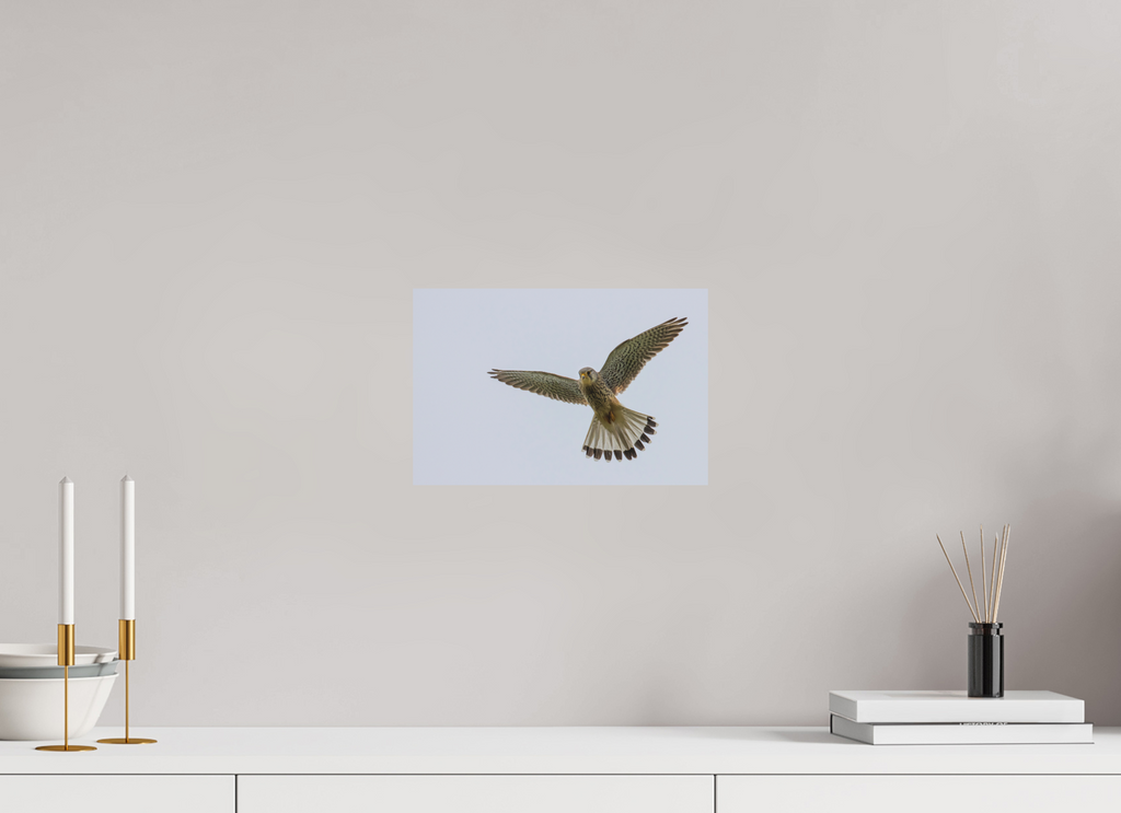 30 x 20 cm, Fine-Art Matt Hovering Hunter