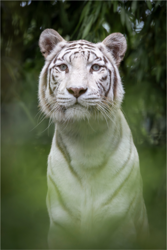 Main image Jungle Phantom