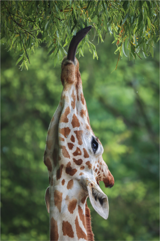 Main image Tree Top Snack
