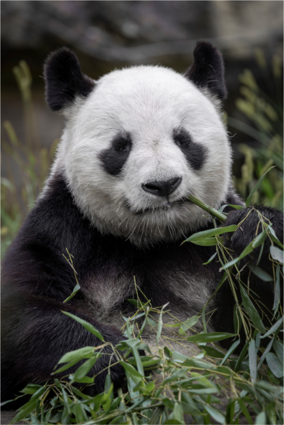 Main image Gentle Munch