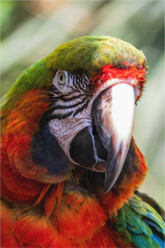 Main image Vivid Portrait