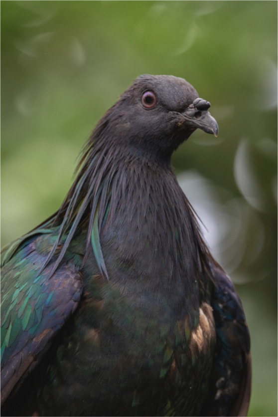 Main image Midnight Collar