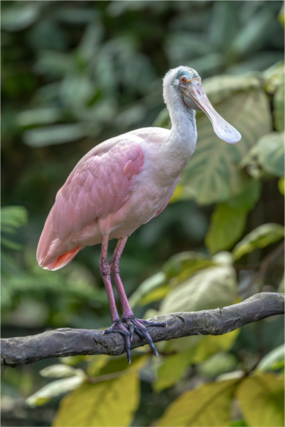 Main image Perched in Pink