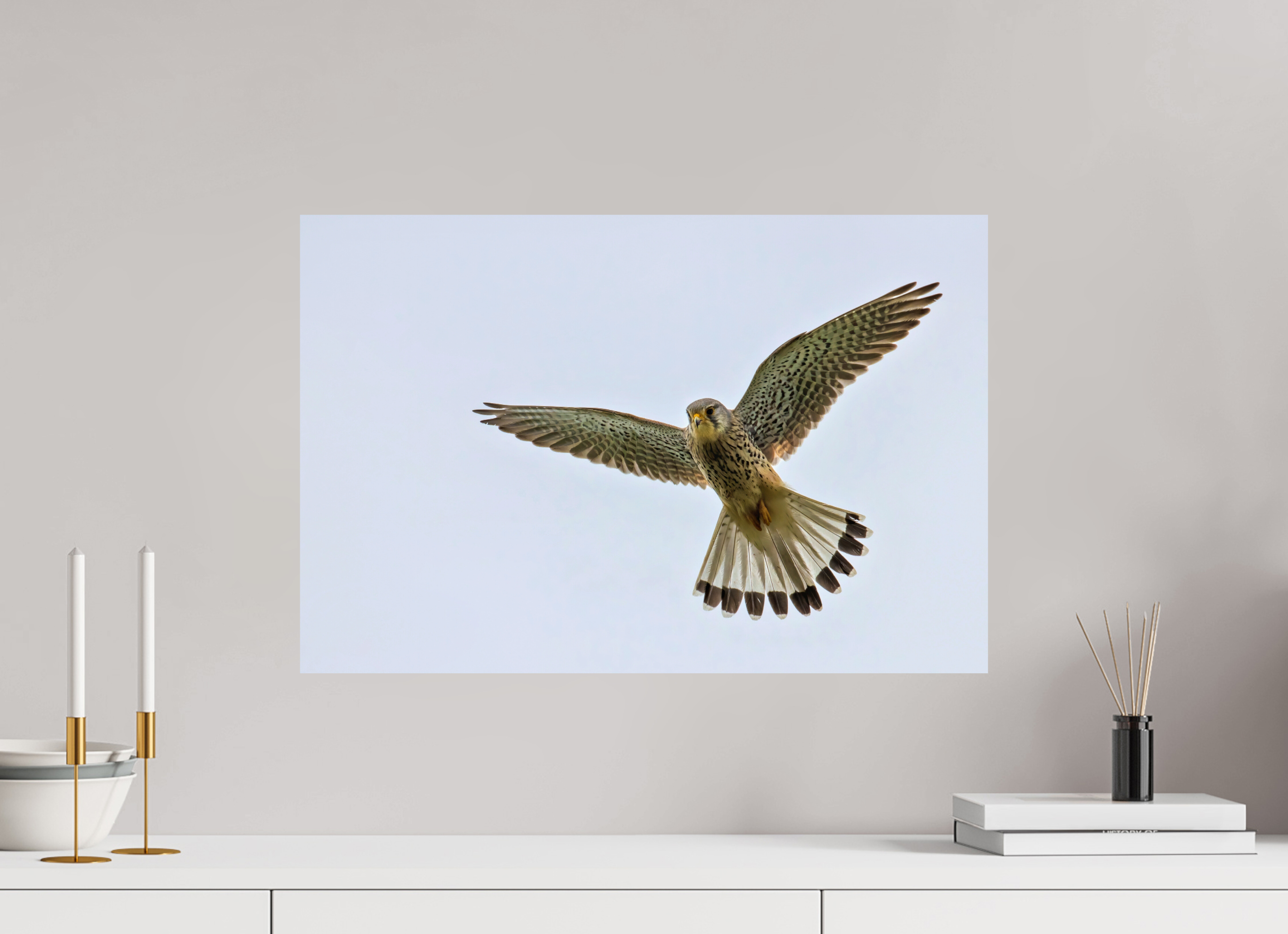 60 x 40 cm, Fine Art Print auf Alu-Dibond Hovering Hunter
