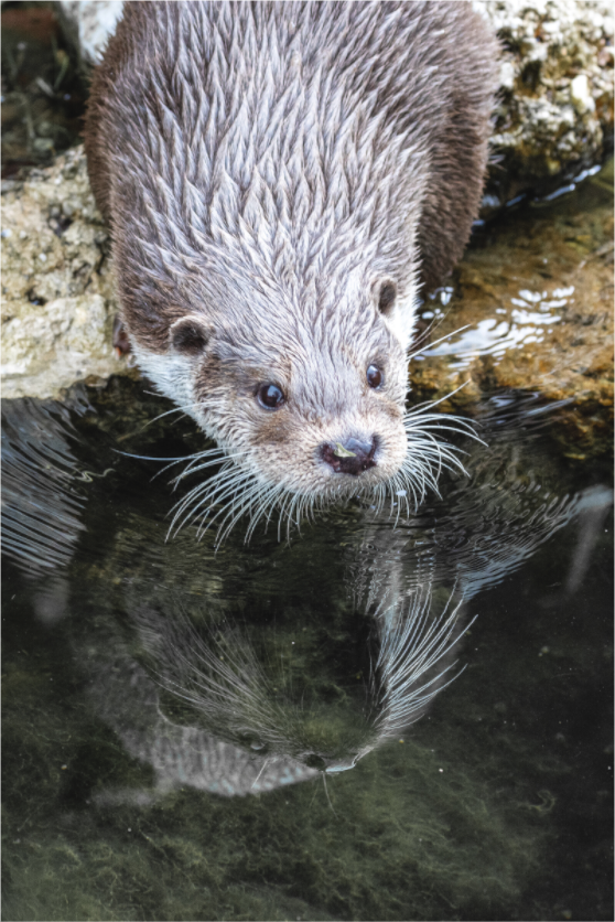 Main image Otter Serenity