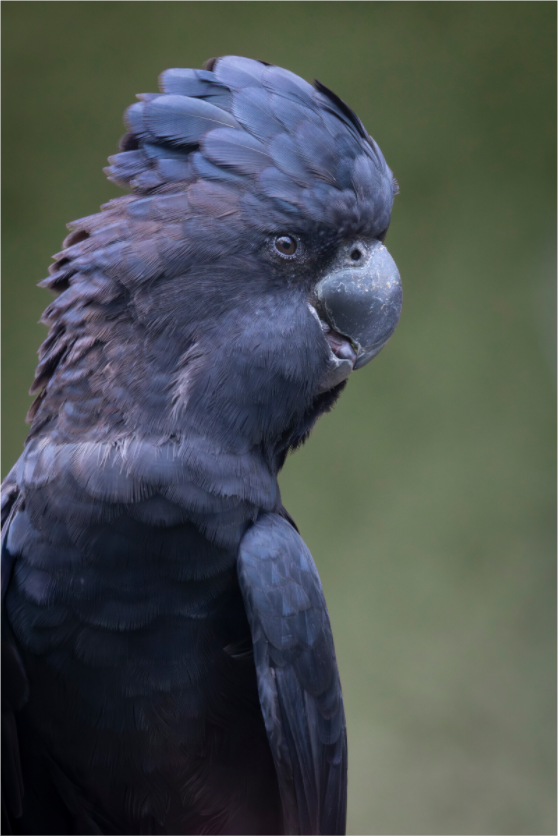 Main image Profile of the Black Cockatoo