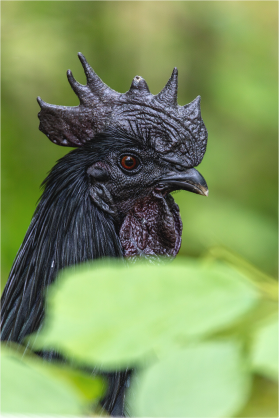 Main image Black Majesty