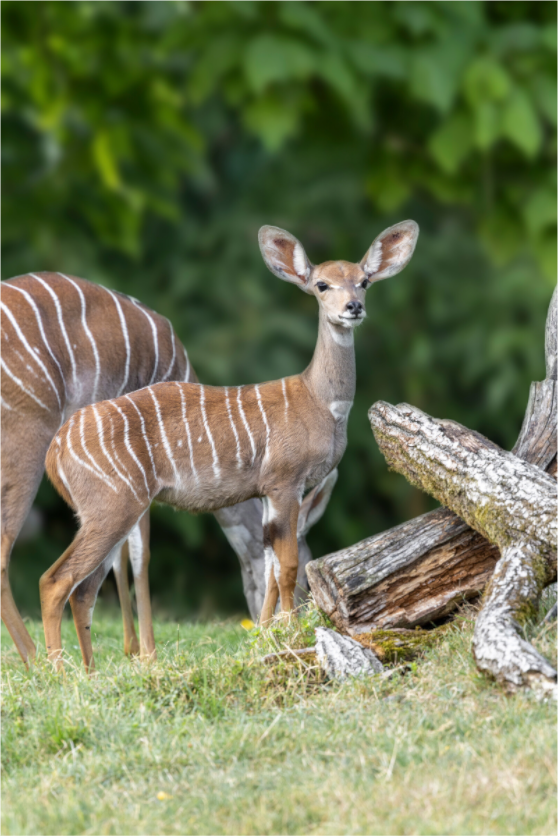 Main image Gentle Youth