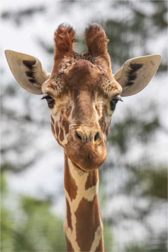 Main image Savanna Soul