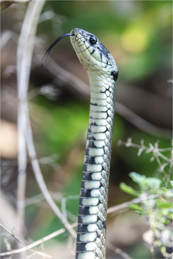 Main image Forest Serpent