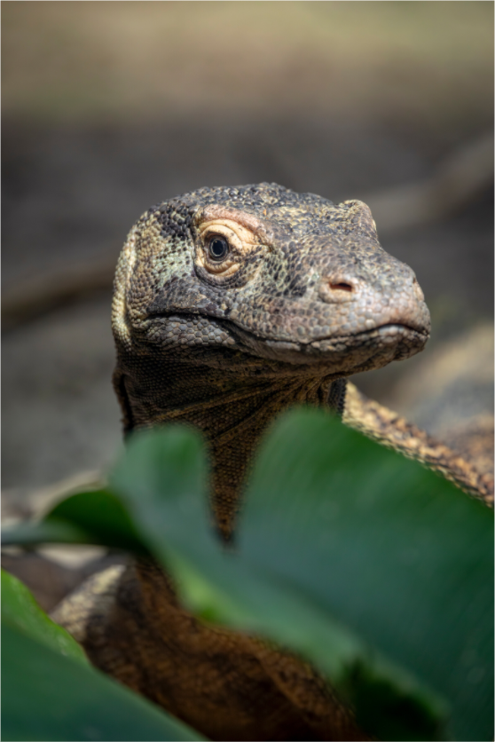 Main image Jungle Predator