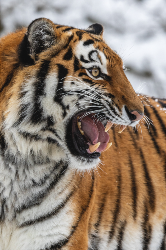 Main image Fierce Presence